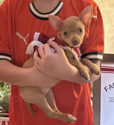 Lost Female Dog last seen 106th & Ave M, Chicago, IL 60617