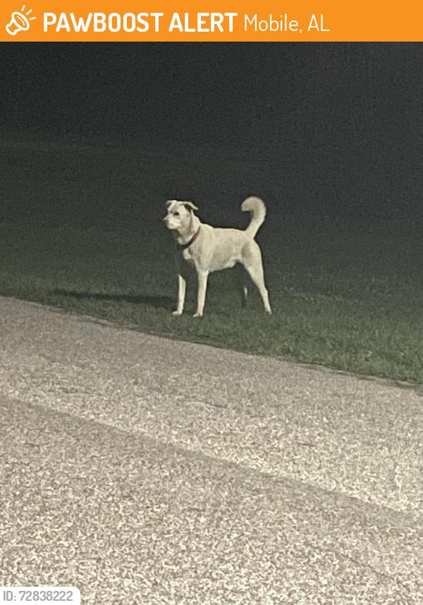 Found/Stray Male Dog last seen boat dock, Mobile, AL 36605