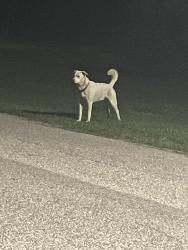 Found/Stray Male Dog last seen boat dock, Mobile, AL 36605