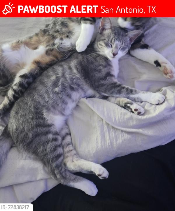 Lost Female Cat last seen Salado Creek Subdivision, San Antonio, TX 78223