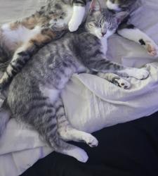 Lost Female Cat last seen Salado Creek Subdivision, San Antonio, TX 78223
