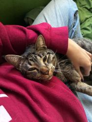 Lost Male Cat last seen Adobe Bluffs Elementary, San Diego, CA 92129