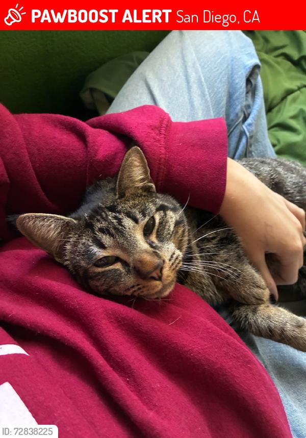 Lost Male Cat last seen Adobe Bluffs Elementary, San Diego, CA 92129