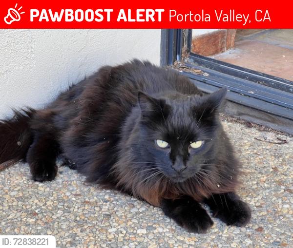 Lost Female Cat last seen Cherokee Way, Portola Valley, CA 94028