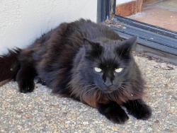 Lost Female Cat last seen Cherokee Way, Portola Valley, CA 94028