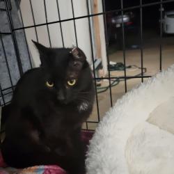 Found/Stray Female Cat last seen Military road , Benton, AR 72018