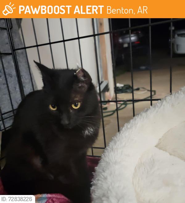 Found/Stray Female Cat last seen Military road , Benton, AR 72018
