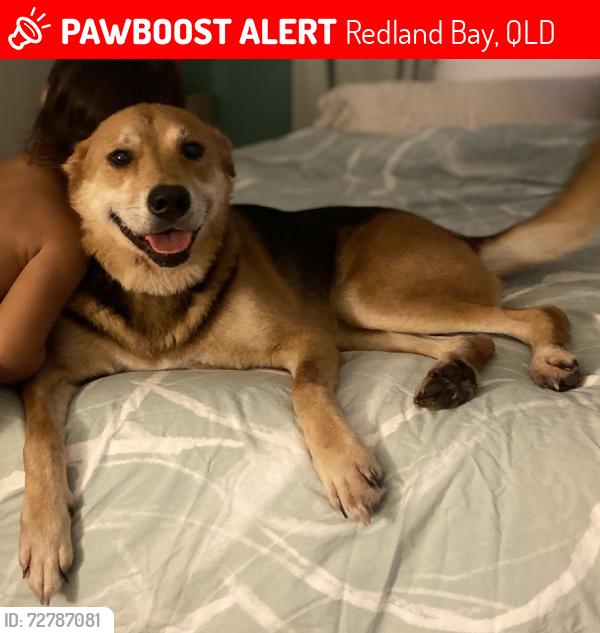 Lost Female Dog last seen Muriel Street, Redland Bay, QLD 4165
