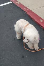 Found/Stray Female Dog last seen Randal y sam Bernardino ave, Rialto, CA 92324