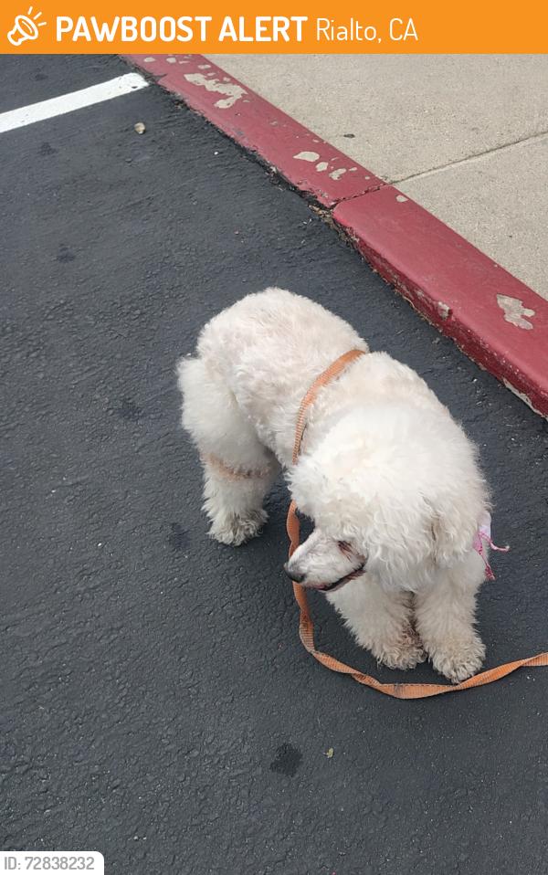 Found/Stray Female Dog last seen Randal y sam Bernardino ave, Rialto, CA 92324