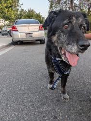 Found/Stray Female Dog last seen By the 711, La Puente, CA 91744