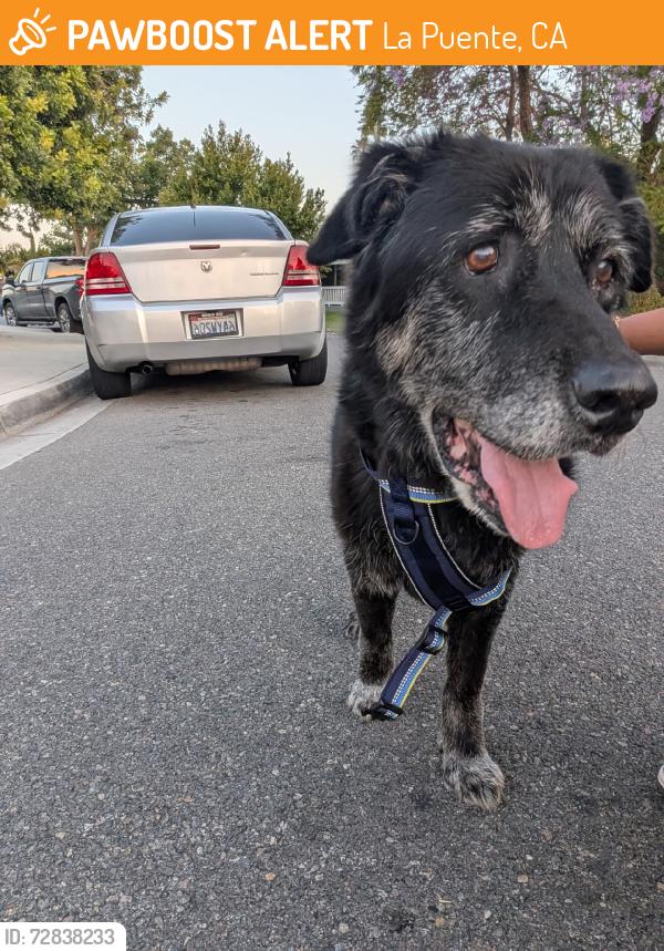 Found/Stray Female Dog last seen By the 711, La Puente, CA 91744