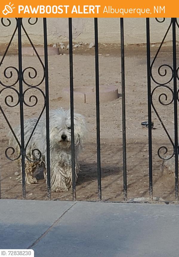 Found/Stray Male Dog last seen Central and unser sw, Albuquerque, NM 87121