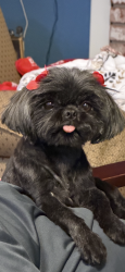 Lost Female Dog last seen Oliver Rd., Fairfield, CA 94534
