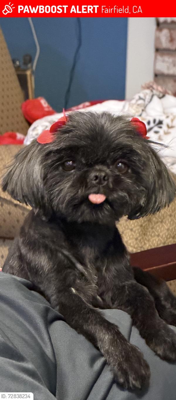 Lost Female Dog last seen Oliver Rd., Fairfield, CA 94534