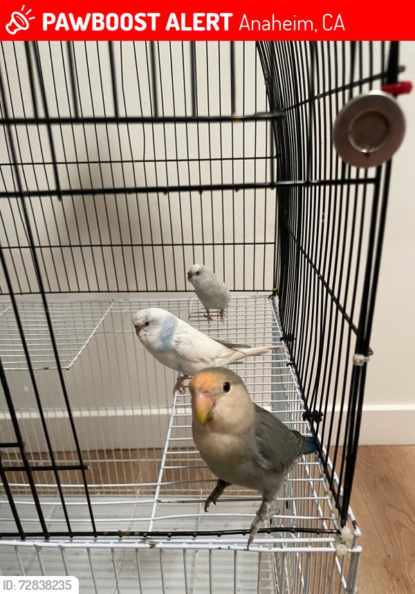 Lost Male Bird last seen Headed towards La Palma park, Anaheim, CA 92801