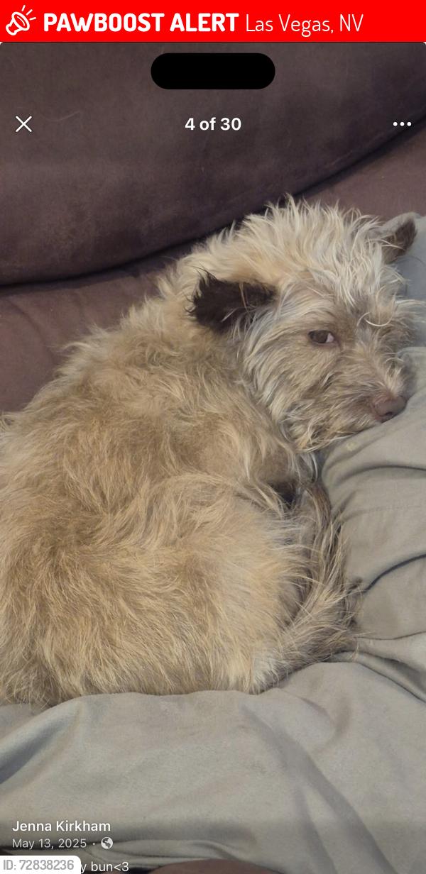 Lost Female Dog last seen Gowan and jones, Las Vegas, NV 89108