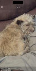 Lost Female Dog last seen Gowan and jones, Las Vegas, NV 89108