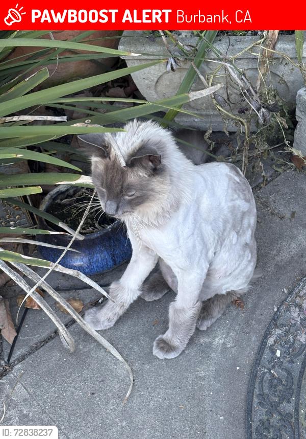 Lost Male Cat last seen Laswell ave and Elliott street, Burbank, CA 95128