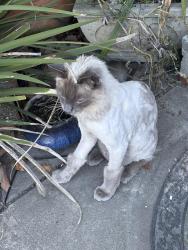 Lost Male Cat last seen Laswell ave and Elliott street, Burbank, CA 95128