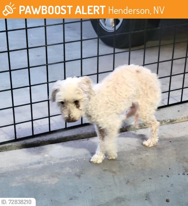 Found/Stray Female Dog last seen Wigwam/ Pecos, Henderson, NV 89012