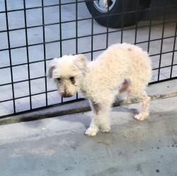 Found/Stray Female Dog last seen Wigwam/ Pecos, Henderson, NV 89012