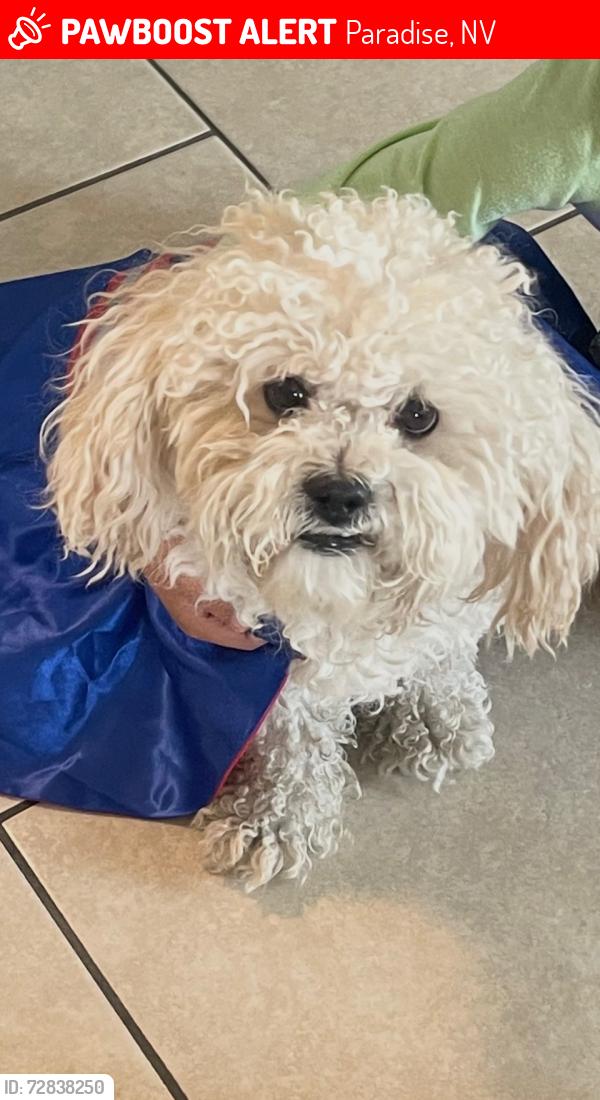 Lost Female Dog last seen Viking and mountain vista , Paradise, NV 89121