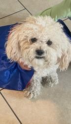 Lost Female Dog last seen Viking and mountain vista , Paradise, NV 89121