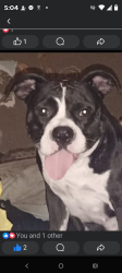 Lost Female Dog last seen Hatcher road and old jennings Rd Middleburg fl, Middleburg, FL 32068