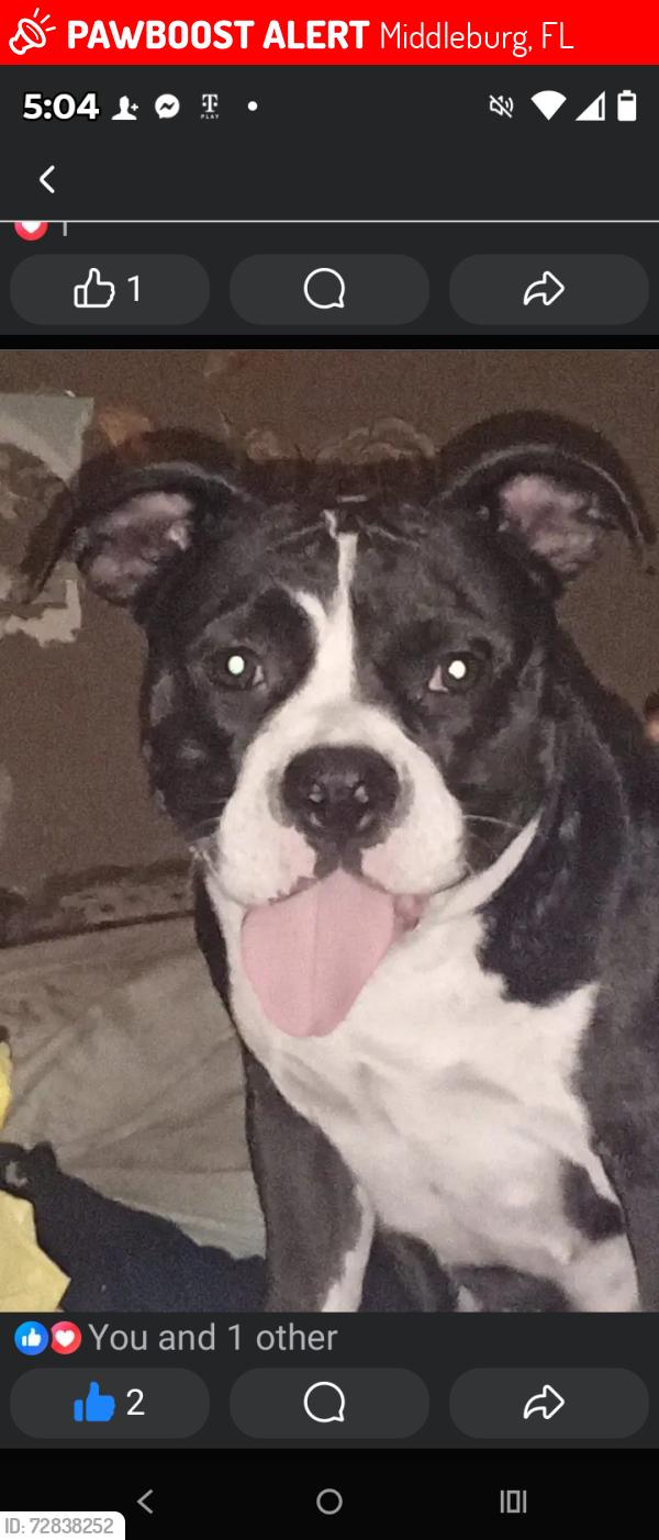 Lost Female Dog last seen Hatcher road and old jennings Rd Middleburg fl, Middleburg, FL 32068