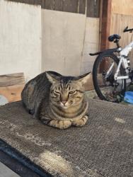 Lost Male Cat last seen Paloma elementary school , Temecula, CA 92592