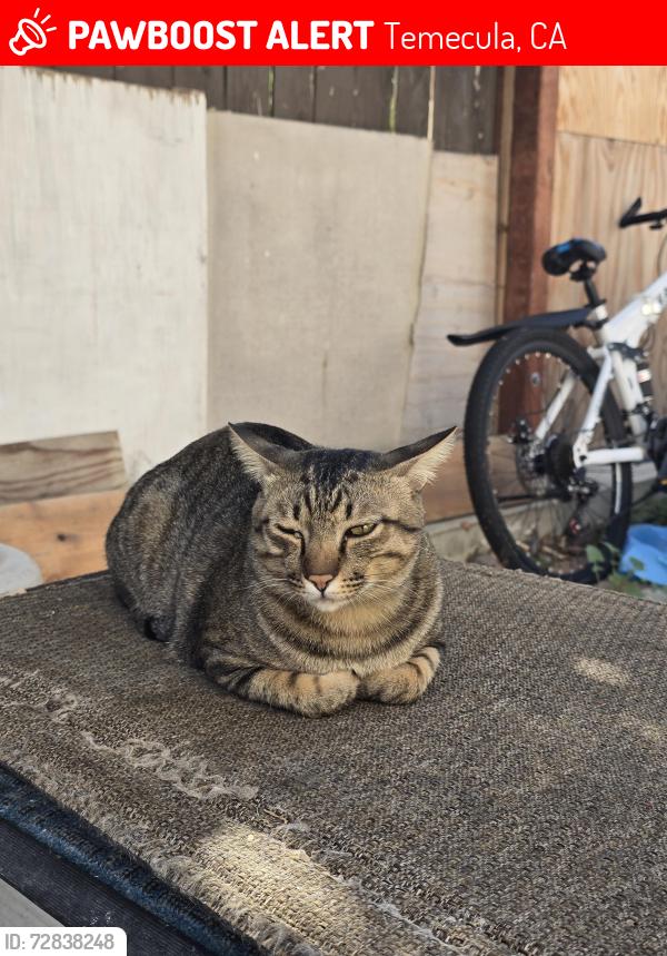 Lost Male Cat last seen Paloma elementary school , Temecula, CA 92592