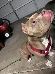 Found/Stray Male Dog last seen NW expressway, Oklahoma City, OK 73162