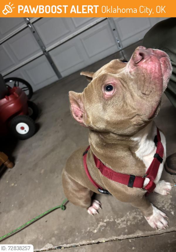 Found/Stray Male Dog last seen NW expressway, Oklahoma City, OK 73162