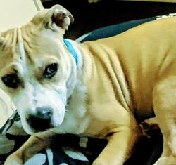 Lost Female Dog last seen Near e Loren St , Springfield, MO 65807