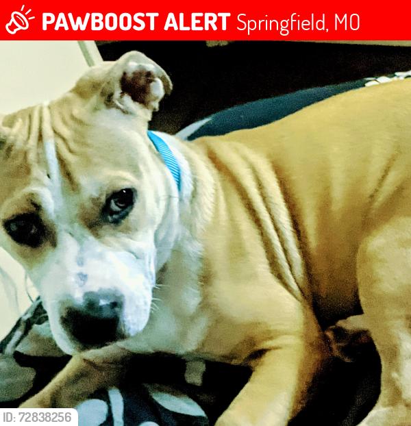 Lost Female Dog last seen Near e Loren St , Springfield, MO 65807