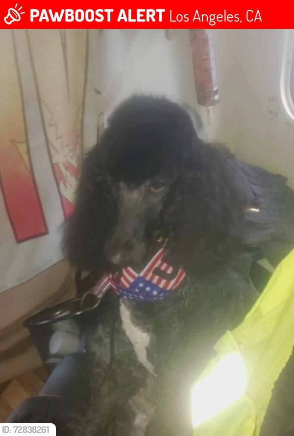 Lost Female Dog last seen Central y Naomi , Los Angeles, CA 90021