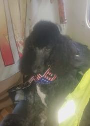 Lost Female Dog last seen Central y Naomi , Los Angeles, CA 90021
