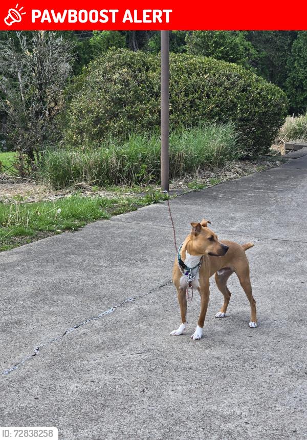 Lost Male Dog last seen Rt 136 and Thomas School road intersection , Hempfield Township, PA 15601