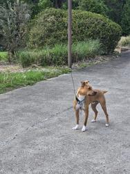 Lost Male Dog last seen Rt 136 and Thomas School road intersection , Hempfield Township, PA 15601