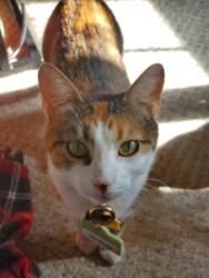 Lost Female Cat last seen Front of rest area, PROVDENCE FRG, VA 23140