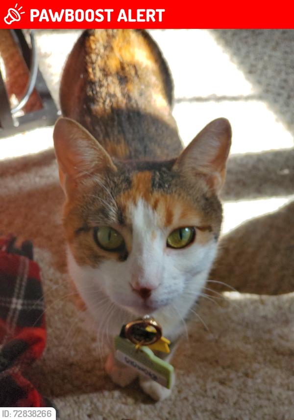 Lost Female Cat last seen Front of rest area, PROVDENCE FRG, VA 23140