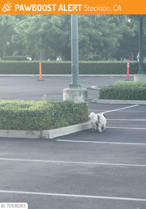 Found/Stray Unknown Dog last seen St. Joseph hosp and Cemetery in E Hardingway, Stockton, CA 95202