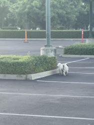 Found/Stray Unknown Dog last seen St. Joseph hosp and Cemetery in E Hardingway, Stockton, CA 95202