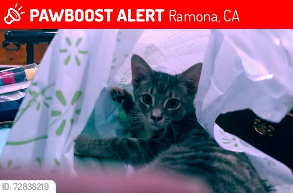 Lost Female Cat last seen 7th and I, Ramona, CA 92065