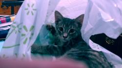 Lost Female Cat last seen 7th and I, Ramona, CA 92065
