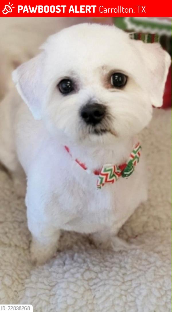 Lost Male Dog last seen Near Illiniwek Dr, Carrollton, TX 75010