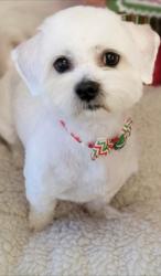 Lost Male Dog last seen Near Illiniwek Dr, Carrollton, TX 75010