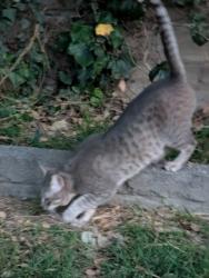 Found/Stray Unknown Cat last seen Laporte and G , San Bernardino, CA 92405