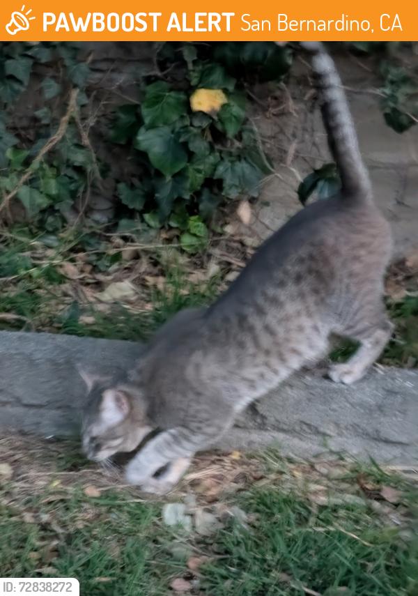 Found/Stray Unknown Cat last seen Laporte and G , San Bernardino, CA 92405